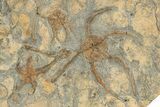 Wide Slab Of Fossil Brittle Stars, Corals & Trilobites #234597-6